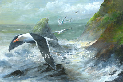 Black Backed Gull painting